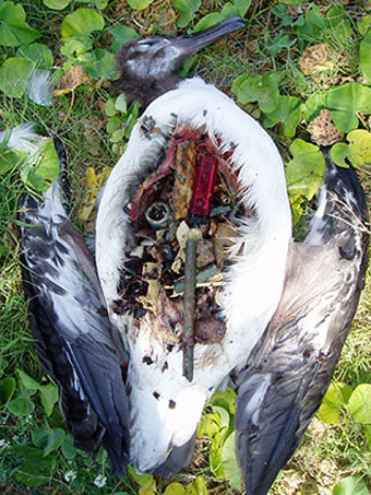 Plastikteile im Magen eines
                Seevogels