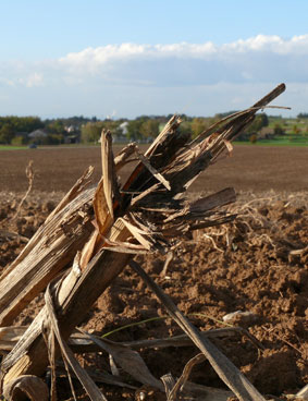 Maisacker bei Bruchsal, im
                Hintergrund Biogasanlage und AKW Philippsburg